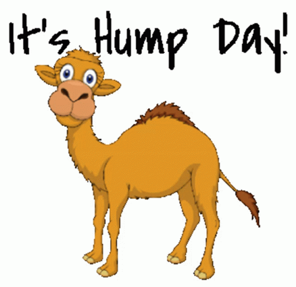 Geico "Hump Day Camel", an insurance company